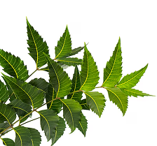 Neem